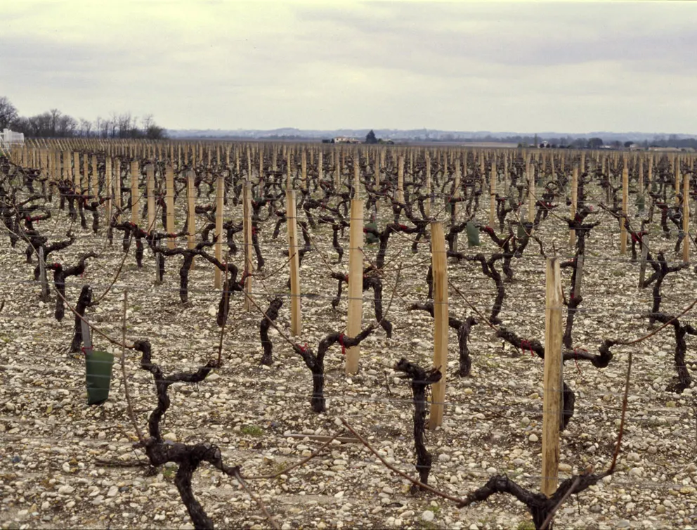 Des ceps taillés sur un sol de graves